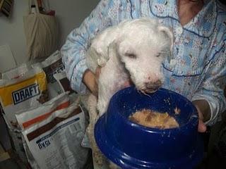 Coco,caniche de 17 años.URGENTE (MURCIA)