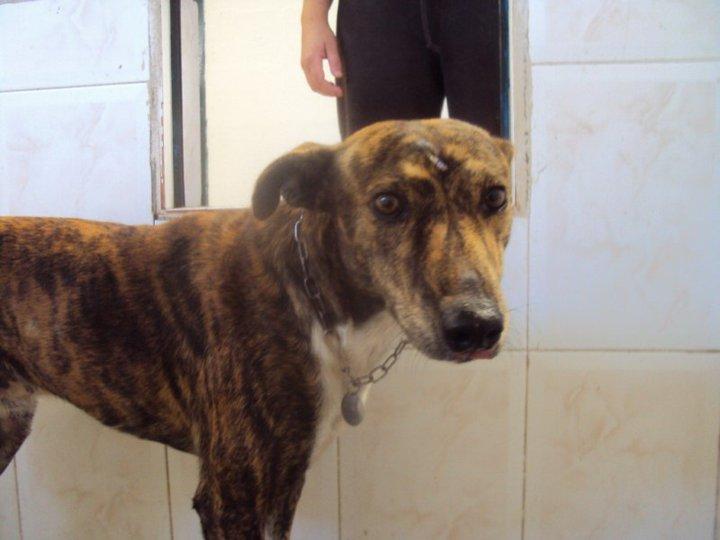 Troy: una pequeña fractura puede hacer que sea sacrificado