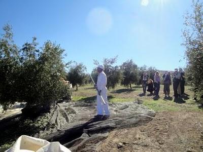 Diputación recibe a los periodistas checos y polacos que visitan Jaén para conocer la cultura del aceite de oliva