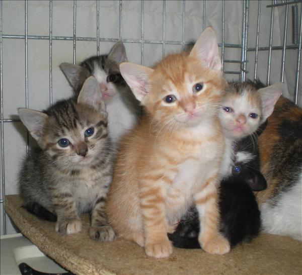 ¿Te gustaría adoptar un gatito?