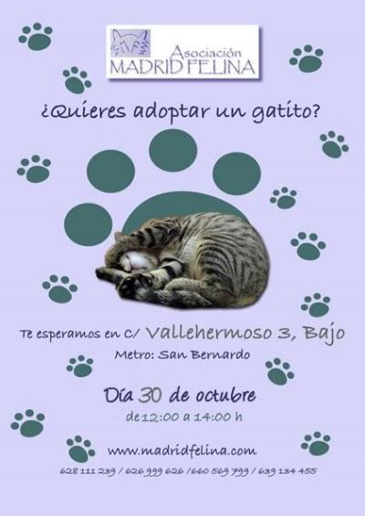 ¿Te gustaría adoptar un gatito?