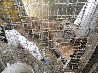 En busca de un milagro.... ( mejor dicho 25) , plazo hasta el miercoles (Sevilla)