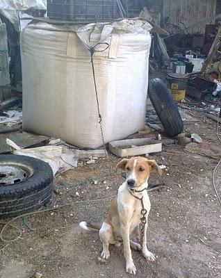 Perrito atado día tras día busca salir de este lugar. (Cadiz)