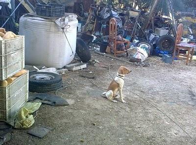 Perrito atado día tras día busca salir de este lugar. (Cadiz)