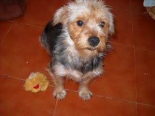 Lucho, cruce de yorsay, recogido de la calle donde le maltrataban. (Badajoz)