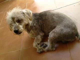 Lucho, cruce de yorsay, recogido de la calle donde le maltrataban. (Badajoz)