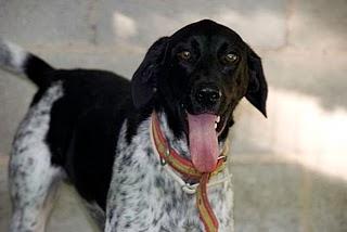 Alegre, se está volviendo invisible... Arca Noe (Córdoba)