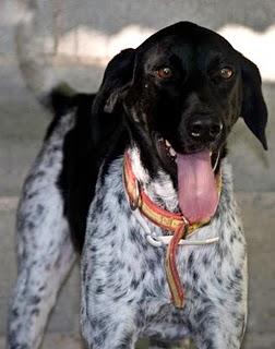 Alegre, se está volviendo invisible... Arca Noe (Córdoba)