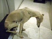 Tres tristes tragedias tres dias: amira lord archie necesitan ayuda.