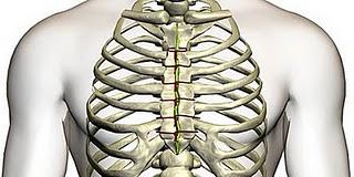 Presentan un pegamento biológico que acelera la reparación del esternón