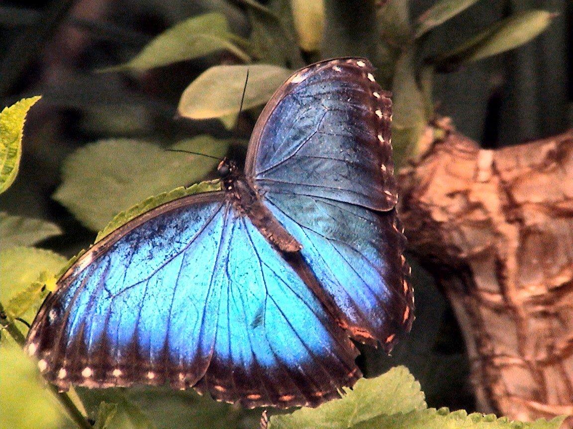 “La mariposa simboliza la transformación, a veces dura, n...