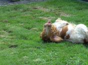 Cuando ofensa vuelve halago