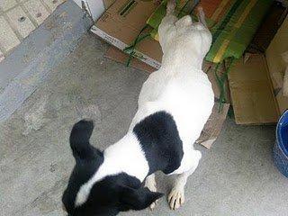 Peter, así no va a sobrevivir al invierno, (Córdoba)