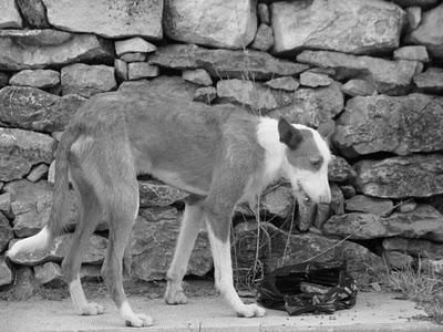 Bambi ha sido robado.