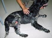 Busca casa cocker preciosa tres patas (zaragoza)