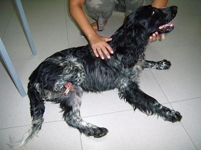 BUSCA CASA COCKER PRECIOSA DE 1 AÑO CON TRES PATAS (ZARAGOZA)