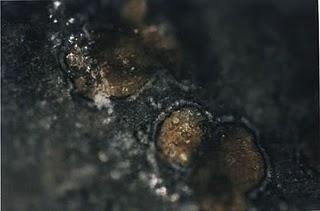 Algunos de los glóbulos de carbonato de color naranja que se encuentran en ALH84001