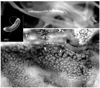 Fotografía de una cadena de cristales de magnetita, similar a un 'collar de perlas', dentro del meteorito ALH84001. Las flechas indican los extremos de la cadena