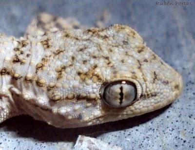 Ladras, Oscas e Lascas