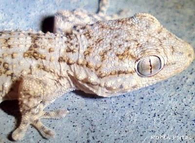 Ladras, Oscas e Lascas