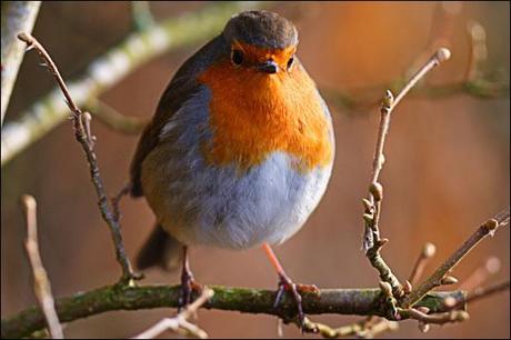 El principio del Handicap de los Zahavi El principio del Handicap de los Zahavi