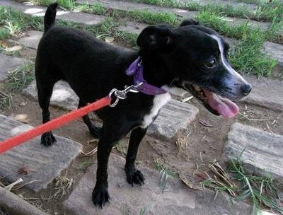 FRENCHIE, PERRITA TAMAÑO PEQUE ABANDONADA A SUS 8 AÑOS. VALENCIA