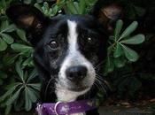 Frenchie, perrita tamaño peque abandonada años. valencia