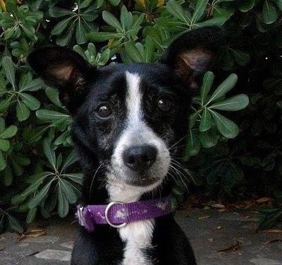 FRENCHIE, PERRITA TAMAÑO PEQUE ABANDONADA A SUS 8 AÑOS. VALENCIA