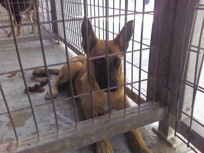 CANELA, PASTORA ALEMANA DE 10 MESES LA MATAN. ROTAGUAU.