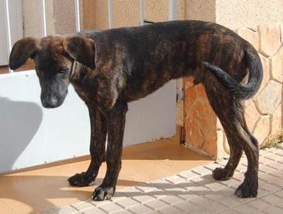 Polo está abandonado en un pueblo, tendrá unos 6 meses.