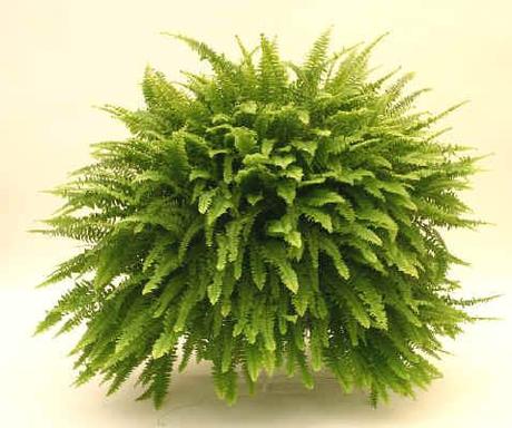 10 formas de integrar la vegetación en arquitectura. 10 formas de integrar la vegetación en arquitectura.