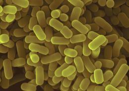 Las bacterias pueden dirigir la evolución de nuevas especies