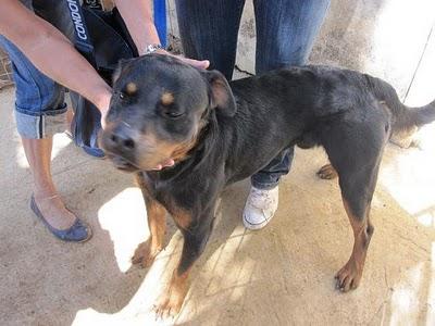 ROTWEILER DE 1 AÑO, SE ESTÁ DEPRIMIENDO, URGE UN HOGAR PARA EL. (SEVILLA)-
