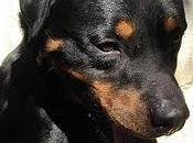 Rotweiler año, está deprimiendo, urge hogar para (sevilla)-