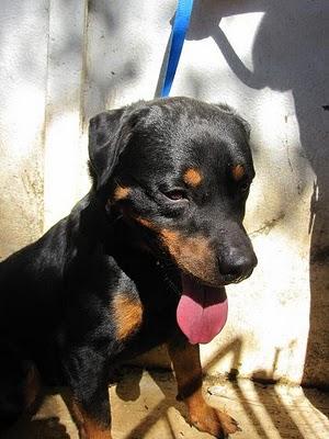 ROTWEILER DE 1 AÑO, SE ESTÁ DEPRIMIENDO, URGE UN HOGAR PARA EL. (SEVILLA)-