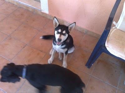 EL 5/11 IRA A LA PERRERA. MERCE, NORDICA DE 4 AÑOS- VALENCIA