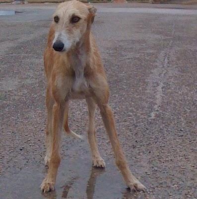 GALGO FAMELICO ABANDONADO EN UNA GASOLINERA. ZARAGOZA.