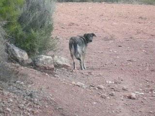 ¡¡10 perros solos en mitad de la montaña!! (Valencia) URGENTE.