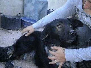 ¡¡10 perros solos en mitad de la montaña!! (Valencia) URGENTE.