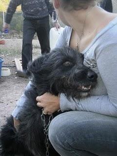 ¡¡10 perros solos en mitad de la montaña!! (Valencia) URGENTE.