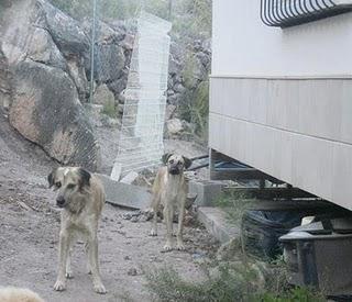 ¡¡10 perros solos en mitad de la montaña!! (Valencia) URGENTE.