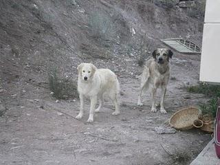 ¡¡10 perros solos en mitad de la montaña!! (Valencia) URGENTE.