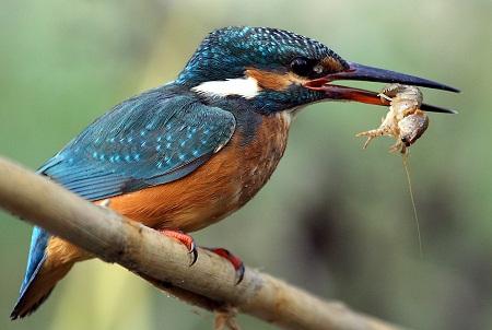 Martín pescador  (Alcedo atthis)