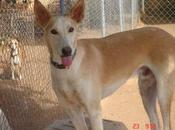 ¡¡SIMCHAM PERDIDO!! Zona Cerrado Calderón. Málaga. favor petición amiga