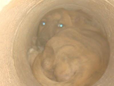 CACHORRO QUE SOBREVIVE COMIENDOSE A SU MADRE MUERTA (VALENCIA)