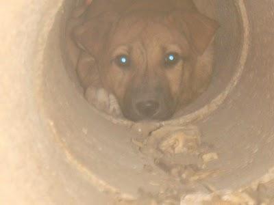 CACHORRO QUE SOBREVIVE COMIENDOSE A SU MADRE MUERTA (VALENCIA)
