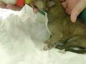 ¡¡los tirado contenedor!!!! SEVILLA cachorros recién nacidos galgos cruces recogidos hipotermia agotados llorar ¡ACOGIDA URGENTE!