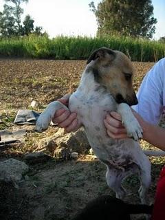 Dos cachorros dejados en una casa medio derumbada son demasiados pequeños para estar solitos ayuda (Sevilla)