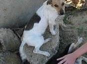 cachorros dejados casa medio derumbada demasiados pequeños para estar solitos ayuda (Sevilla)