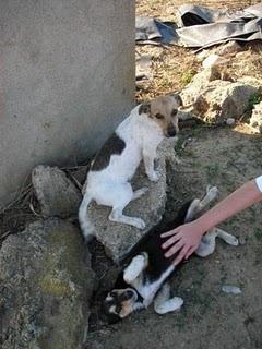 Dos cachorros dejados en una casa medio derumbada son demasiados pequeños para estar solitos ayuda (Sevilla)